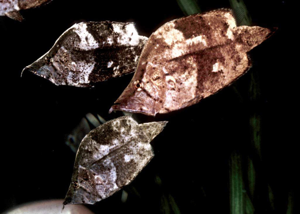 Monocirrhus polyacanthus